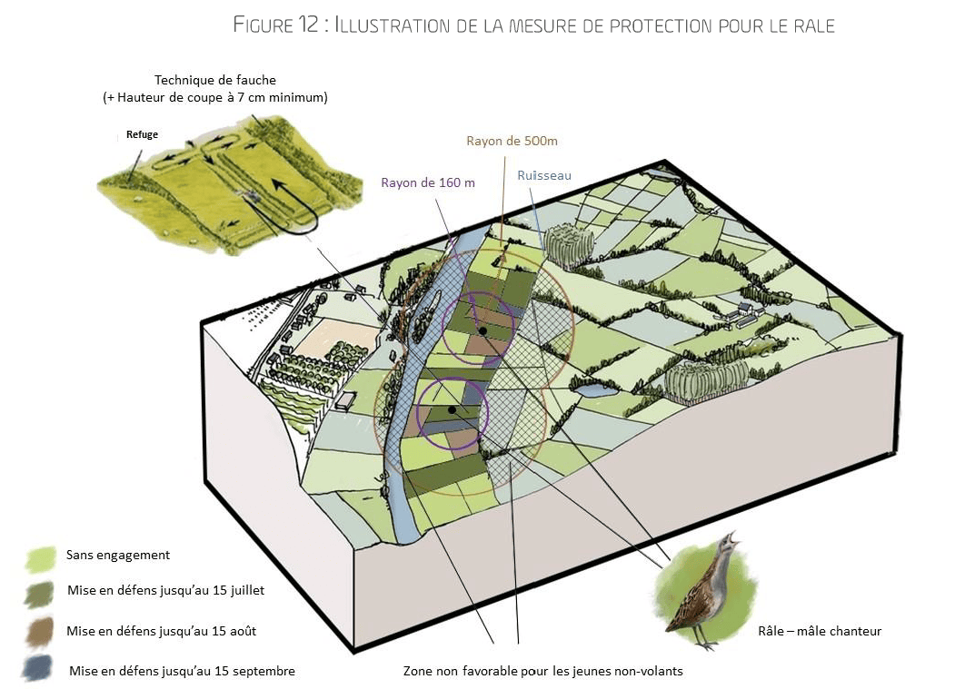 Illustration de la protection du Râle des genêts par mise en défens