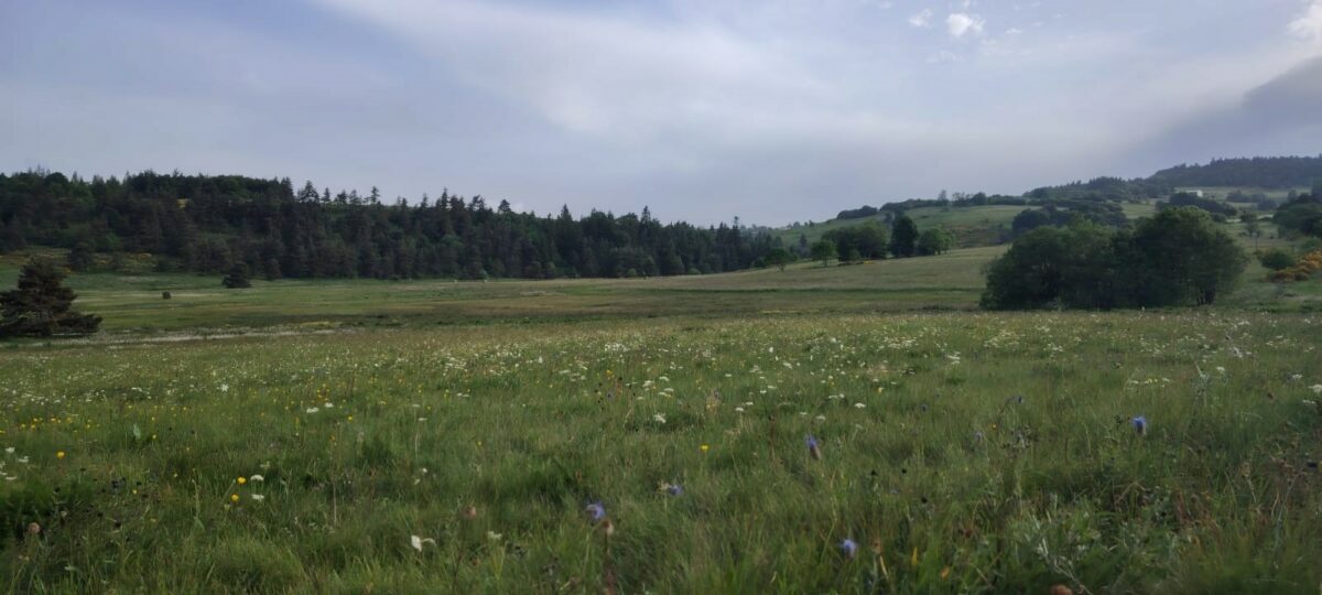 Zone humide pâturée en Ardèche où l’un des mâles chanteurs a été contacté en 2024