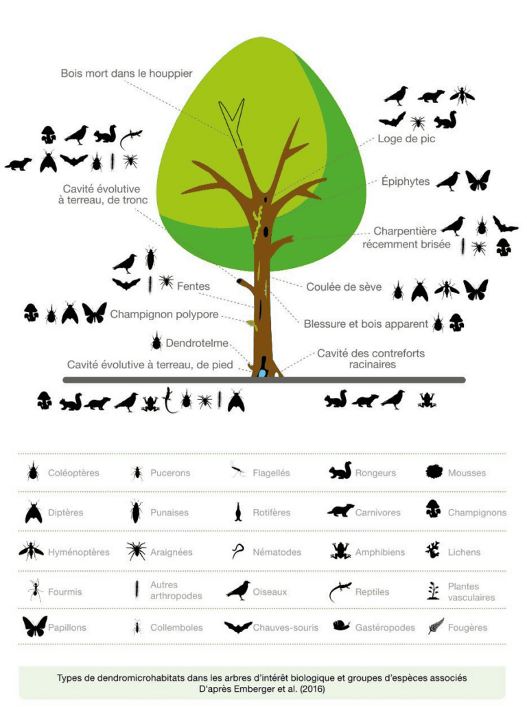 Guide de l'arbre urbain - espèces d'insectes et animaux