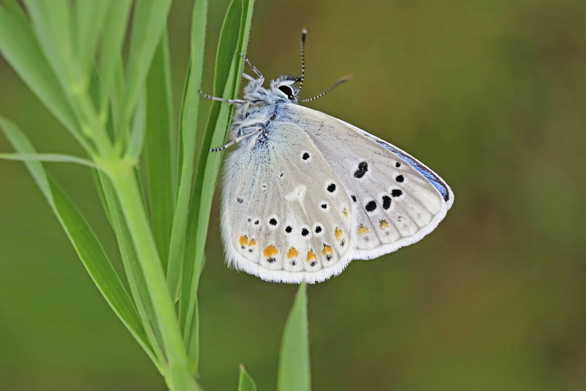 Polyommatus dorylas - Papillon lycène © Yann Baillet