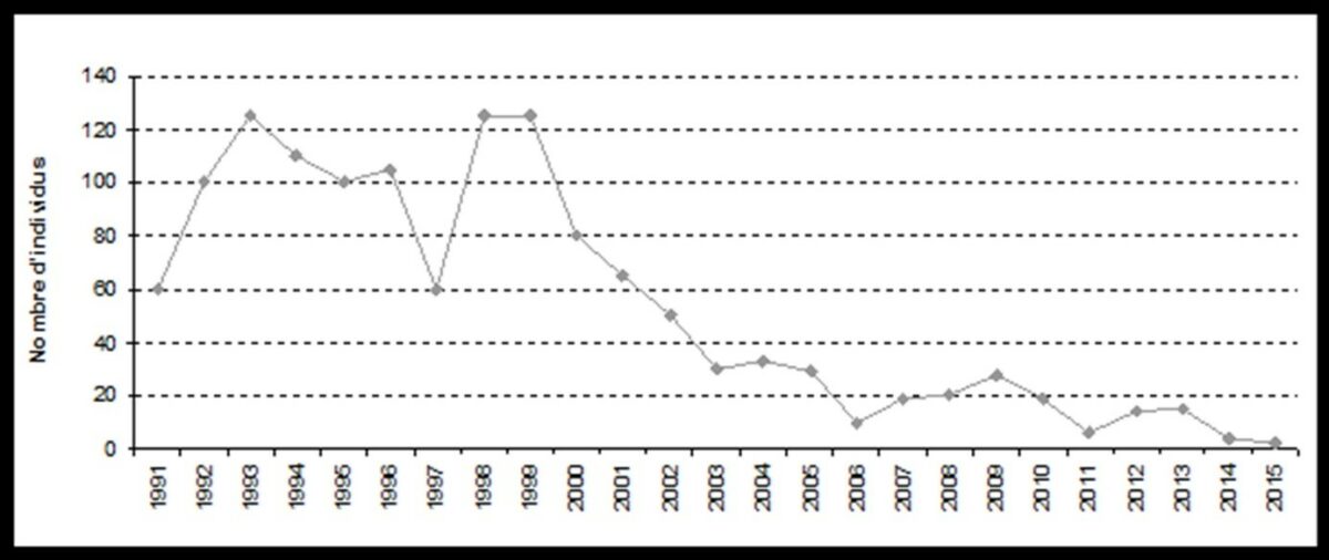 Évolution du nombre de râle des genets en Val de Saône (Ain) de 1991 à 2015